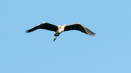 white stork in flight