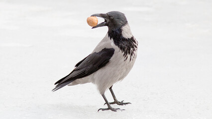 crow in snow