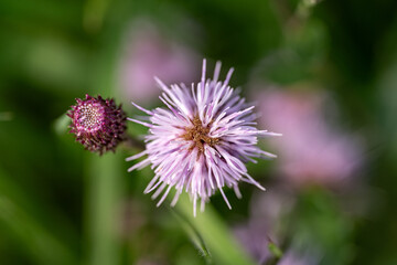 Beautiful purple flowers blooming in a lush green meadow during springtime, showcasing nature's vibrant colors and delicate details