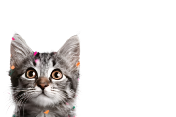 Cute kitten looking up at confetti