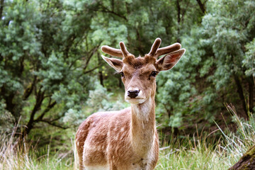 white tailed deer