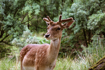 white tailed deer