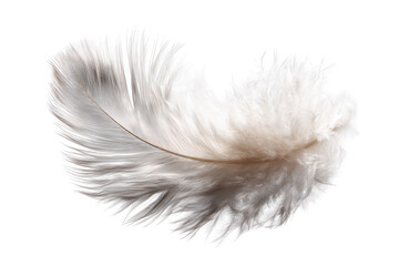 Obraz premium Close-up of a single ostrich feather (1)