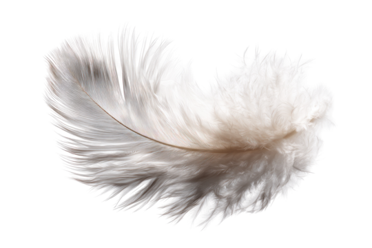 Close-up of a single ostrich feather (1)