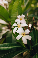 close up of plants and flowers in the garden in full bloom summer 
