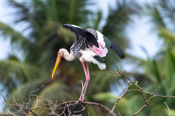 Painted Stork (Mycteria leucocephala) Wading in Wetlands
