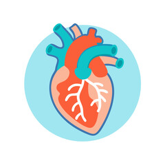 Anatomical heart illustration in bright colours on light background