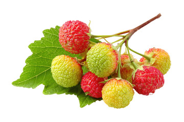 Cluster of colorful berries on a leaf
