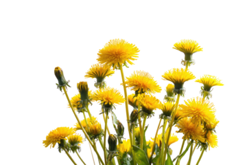 Close-up of a cluster of dandelions