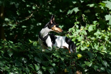 Ein ratonero valenciano im Wald
