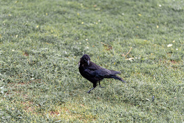 Black crow walking on green grass in a park on a clear day showcasing its feathers and curiosity