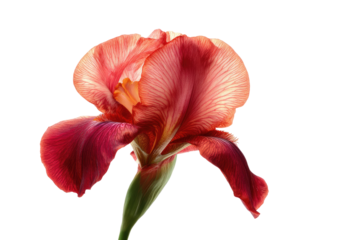 Close-up of a vibrant red-orange iris