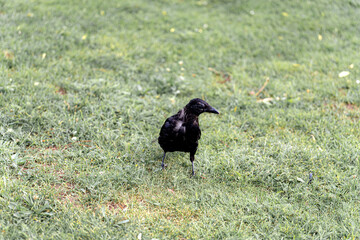 Black crow foraging on green grass in a park during daylight hours