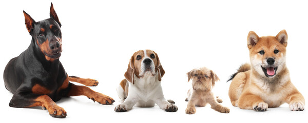 Obraz premium Cute dogs of different breeds isolated on white, collage
