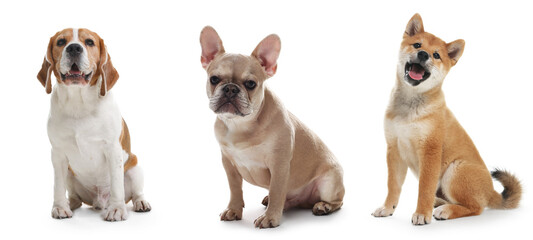 Cute dogs of different breeds isolated on white, collage