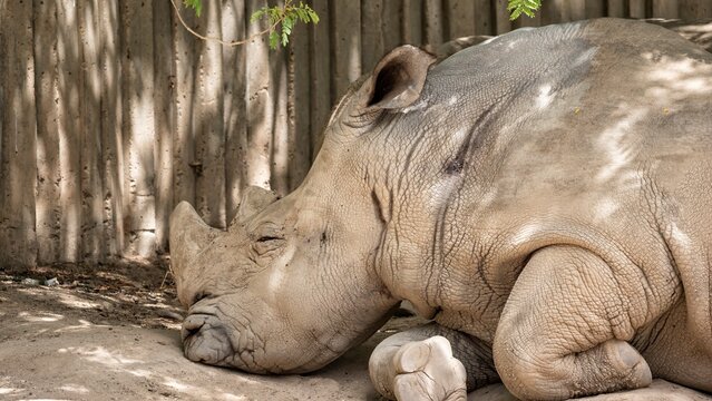 White rhinoceros resting peacefully on the ground in the shade, showing its massive horn and textured skin in a calm moment - Powered by Adobe