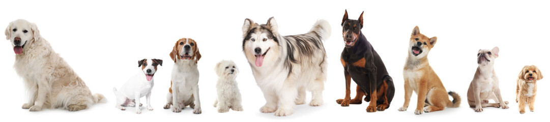 Dogs of different breeds isolated on white, collage