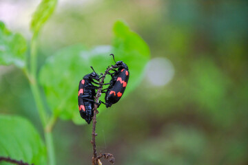 Vibrant Blister Beetle on Leaf in Natural Habitat