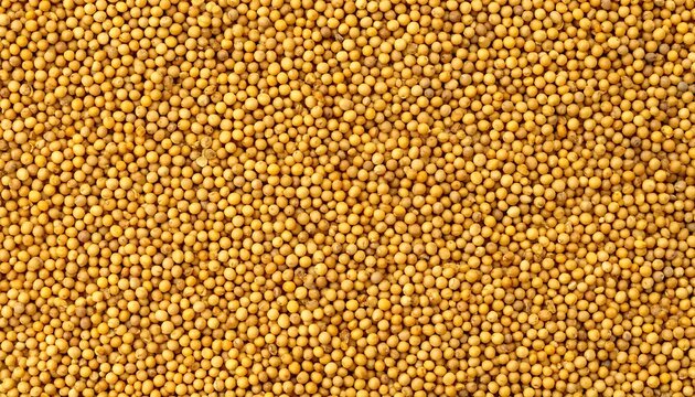 Close-up view of a large quantity of mustard seeds, showcasing their rich golden-yellow hue and round shape.