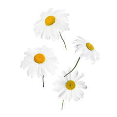 Obraz premium Beautiful chamomile flowers falling on white background