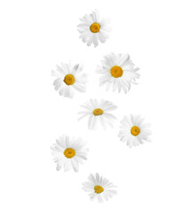 Beautiful chamomile flowers falling on white background