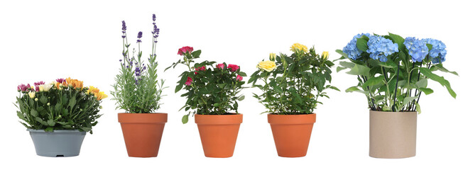 Beautiful potted flowers isolated on white, set