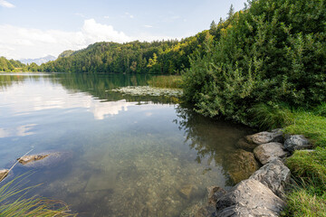 Serene lakeside view with lush greenery and clear water on a sunny day in nature