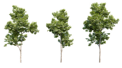 Realistic green tree with full foliage on isolated black background, perfect for landscape renderings and nature-based visual projects.