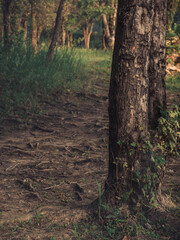 Trees in the mountains in the morning