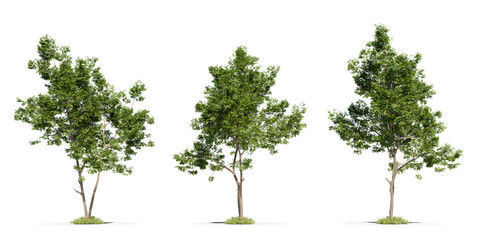 Obraz premium Tall green tree with slightly spreading branches, rendered for landscape and nature design visuals.