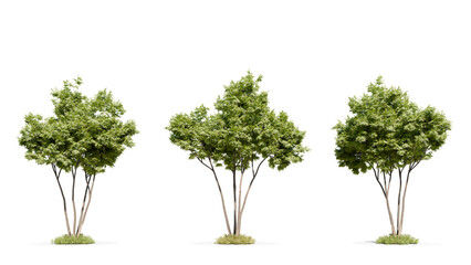Group of multi-stemmed green trees with fresh foliage, ideal for 3D landscaping and environment design elements