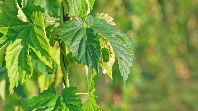Green Hop Bine with Ripe Flowers Growing Up Trellises made of Support Wire and String