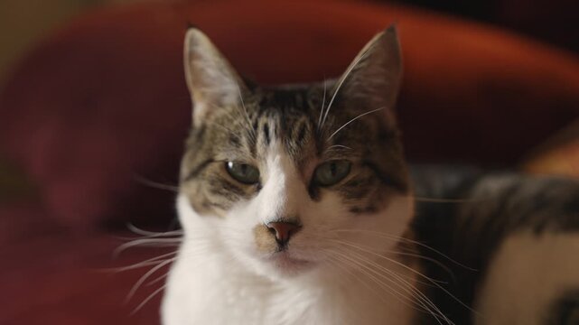 House cat sitting on a couch lit by window lighting