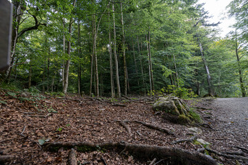 Exploring a serene forest trail with dense trees and rich foliage in autumn sunlight
