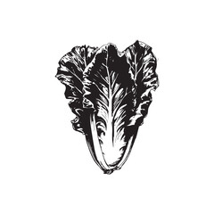 Lettuce Vector (2).eps