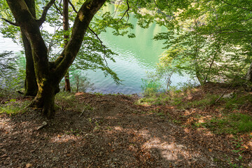 Serene lakeside view with lush greenery and calm waters under bright daylight