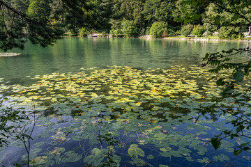 Lily pads floating on calm waters surrounded by lush greenery in a serene natural setting during...
