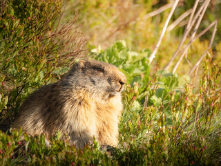 Wild marmot sitting on a green alpine meadow in its natural habitat. Wildlife photography symbolizing mountain fauna, nature conservation, and outdoor wilderness.