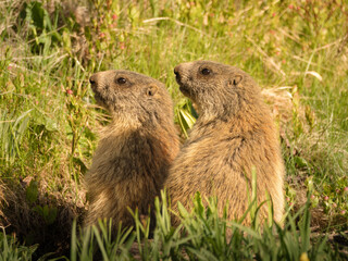 Two alpine marmots (Marmota marmota) sit side by side in a sunny meadow. Their brown fur blends with the grass, creating a warm wildlife scene in the mountain habitat.