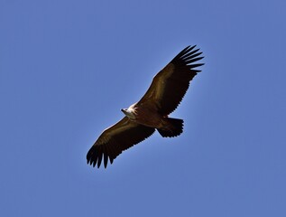 Gänsegeier (Gyps fulvus) in Uvac Schlucht, Serbien