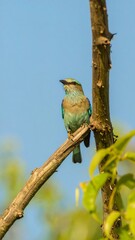 Fototapeta premium A vibrant blue-and-brown bird perches attentively on a weathered branch against a clear, light-blue sky, showcasing beautiful plumage and a tranquil natural setting.