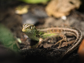 Close-up of a sand lizard basking on the forest floor. Its green and brown patterned body blends with the earthy background, captured in soft natural light.
