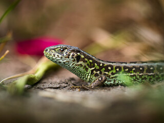 Macro close-up of a green lizard on the ground in natural habitat. Wildlife reptile photography showing detailed scales, patterns, and nature environment.