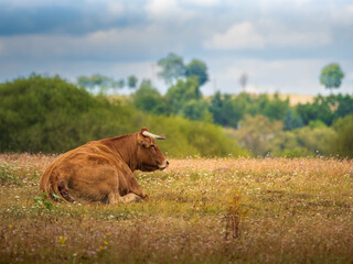 Brown cow resting on a colorful meadow in the countryside, surrounded by wildflowers and green fields, symbol of rural farming, agriculture, and peaceful country life