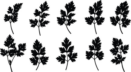 Black silhouette parsley leaves in various shapes, botanical herb illustration, culinary ingredient, foliage design, nature, and plant vector illustration set