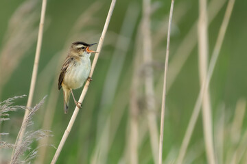 Sedge warbler (Acrocephalus schoenobaenus) singing from the reeds, Norfolk, UK. Migratory British warbler. 