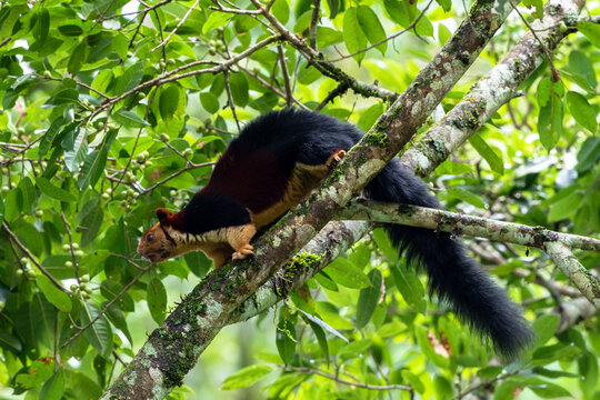 Indian Giant Squirrel (Ratufa indica) in Natural Forest Habitat.