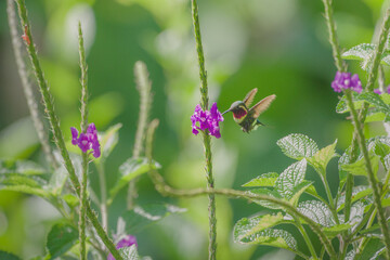 Calliphlox amethystina flying and feeding