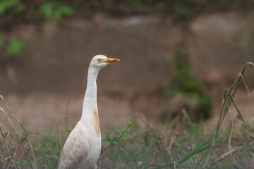 Close-up Ardea ibis