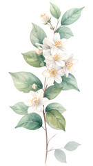 Obraz premium Delicate Jasmine Blossom Branch: A breathtaking display of jasmine, captured in intricate detail, Botanical for Wedding Invitation, Greeting Card, Decorative Design.
